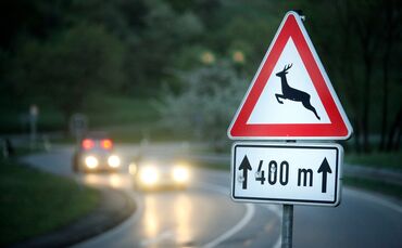 Featurebild Wildwechsel Wildunfall Unfall Hirsch Wild 