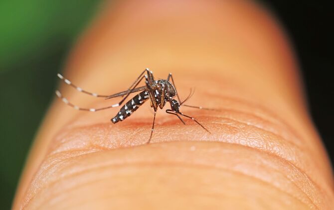 Asiatische Tigermücke albopictus