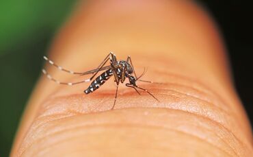 Asiatische Tigermücke albopictus