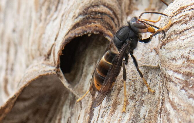 Asiatische Hornissen