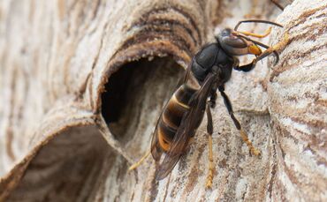 Asiatische Hornissen
