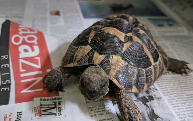 Schildkröte im Tierheim Schorndorf