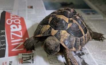 Schildkröte im Tierheim Schorndorf