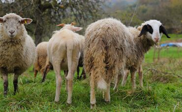 Schafe Kernen Schafwanderweg