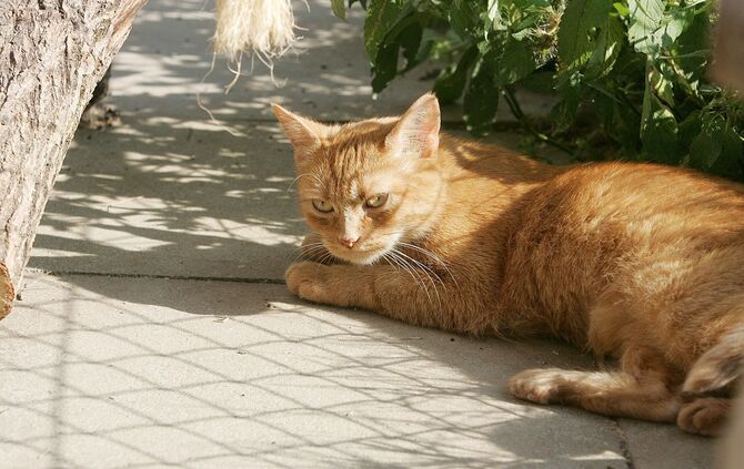 Katze