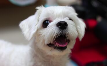 Malteser Hund Welpe Hundewelpe Symbol Symbolbild