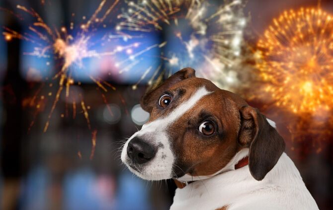 Hund Silvester