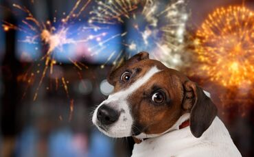 Hund Silvester
