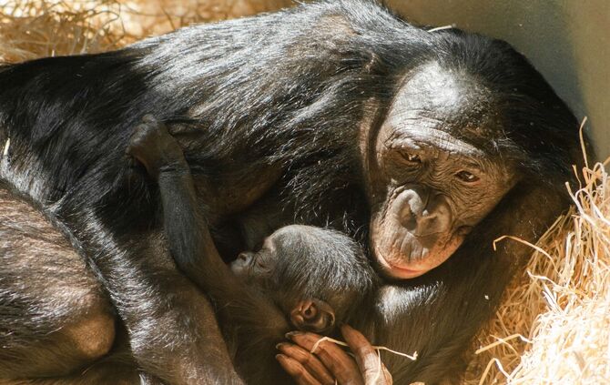 KW 21b Zuwachs bei den Bonobos 22.05.2020 Bild 1