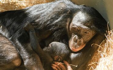 KW 21b Zuwachs bei den Bonobos 22.05.2020 Bild 1
