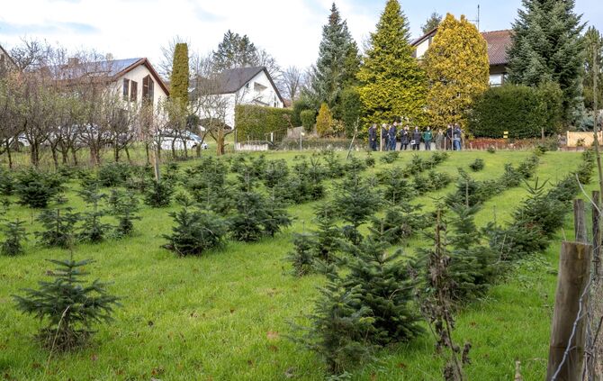 Petitionsausschuss trifft sich um über die Beseitigung einer Weihnachtbaumkultur zu beraten, Remshalden-Buoch, 03.12.2024.