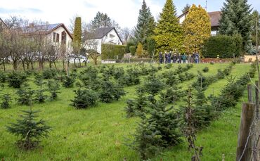 Petitionsausschuss trifft sich um über die Beseitigung einer Weihnachtbaumkultur zu beraten, Remshalden-Buoch, 03.12.2024.