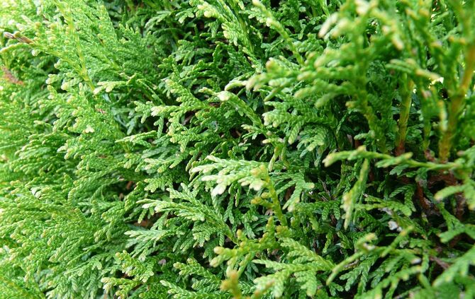 Thuja Hecke Symbolbild
