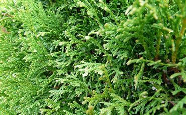 Thuja Hecke Symbolbild