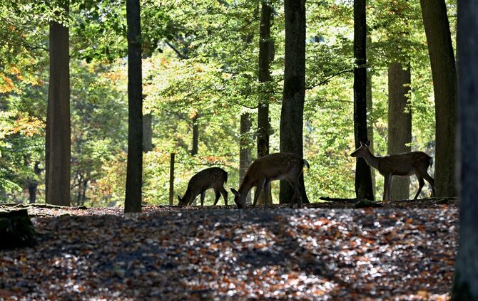 Rehe