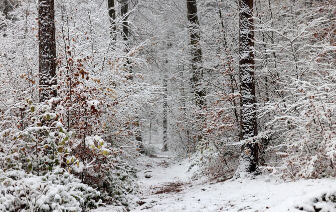SchneeWald