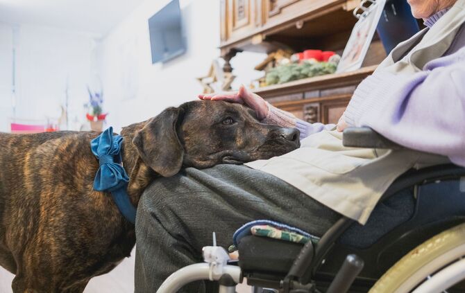 Hund im Pflegeheim