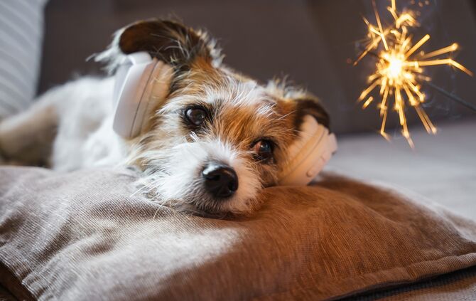 Hund Silvester