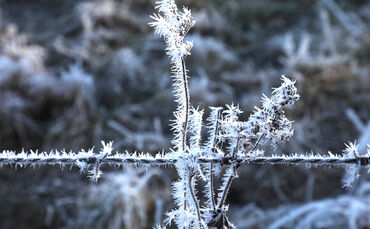 Frost Winter Symbolfoto