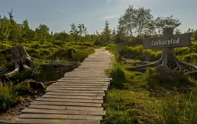 Lotharpfad im Nationalpark Schwarzwald