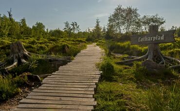 Lotharpfad im Nationalpark Schwarzwald