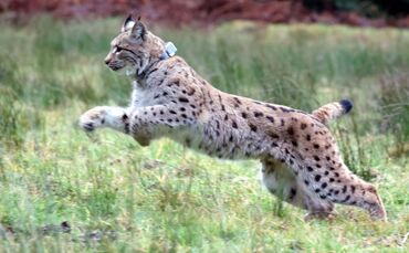 Luchs Reinhold ausgewildert Ende 2024