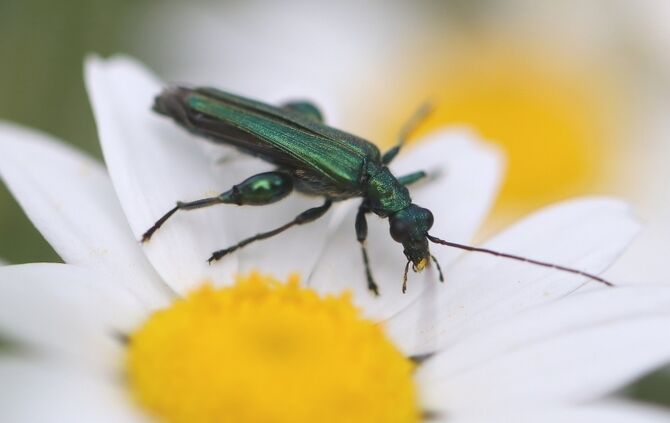 Blaugrüner Schenkelkäfer