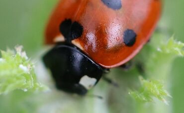 Siebenpunkt Marienkäfer