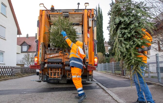 Christbaumsammlerung der AWRM, Kesselrain, Winnenden, 14.01.2025.