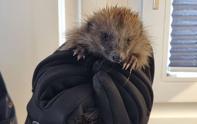 Igel von Luise Brencher - 1