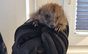 Igel von Luise Brencher - 1