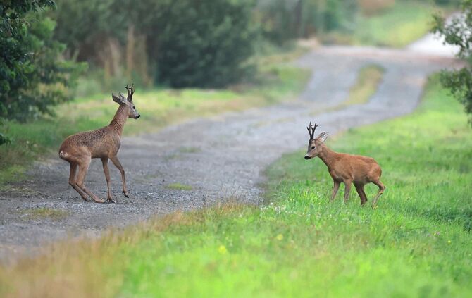 Rehe Wildunfall Waldweg Straße