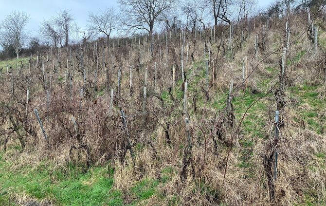 Verwilderter Weinberg im Remstal