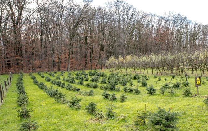 Petitionsausschuss trifft sich um über die Beseitigung einer Weihnachtbaumkultur zu beraten, Remshalden-Buoch, 03.12.2024.