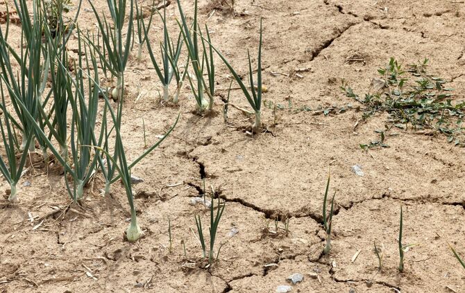 LandwirtschaftTrockenheit