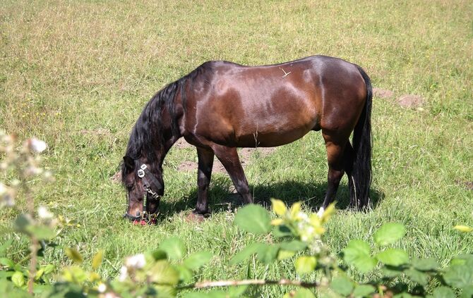 shetland-pony-5324106_1920