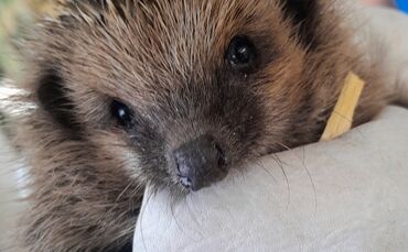 Ein Igel, den Martina und Peter Dauser aufgepeppelt haben