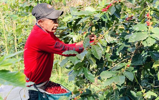 Kaffeeplantage auf Honduras, Erntehelfer bei der Arbeit, Kaffee für die Rösterei im Eins + Alles Laufenmühle Welzheim