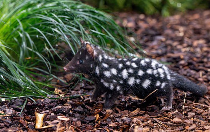 quoll marder wilhelma stuttgart