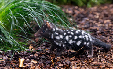 quoll marder wilhelma stuttgart