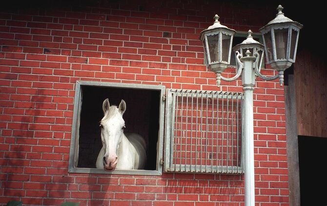 KOL 0305K130 alles rund ums reiten Hingucker Pferd mit Lampe