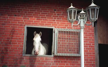 KOL 0305K130 alles rund ums reiten Hingucker Pferd mit Lampe