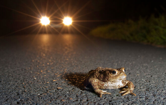Krötenwanderung Foto vom Nabu, nicht nochmal verwenden!