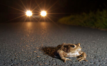 Krötenwanderung Foto vom Nabu, nicht nochmal verwenden!