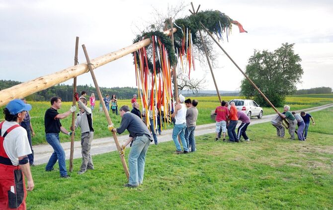 Im Welzheimer Stadtteil Steinbruck wird der Maibaum noch nach alter Sitte mit Stangen aufgerichtet. Bild: Stütz