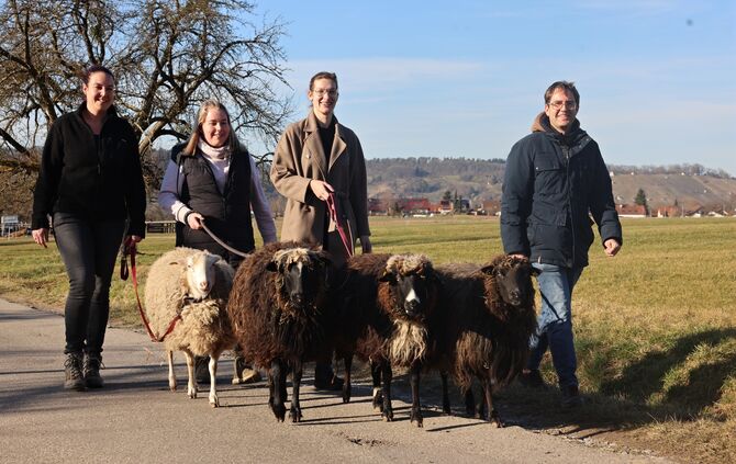 Schaf-Trekking