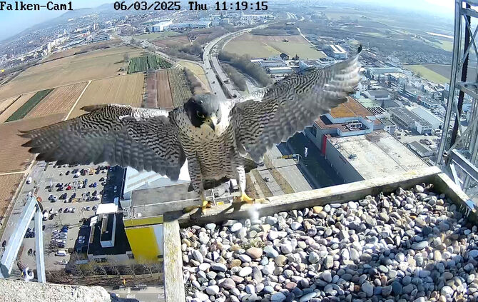 falken-cam1-2025-03-06-1431229452
