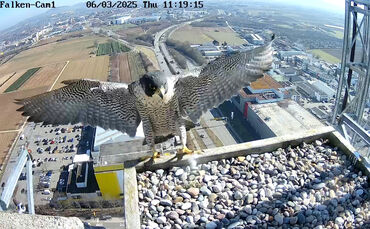 falken-cam1-2025-03-06-1431229452