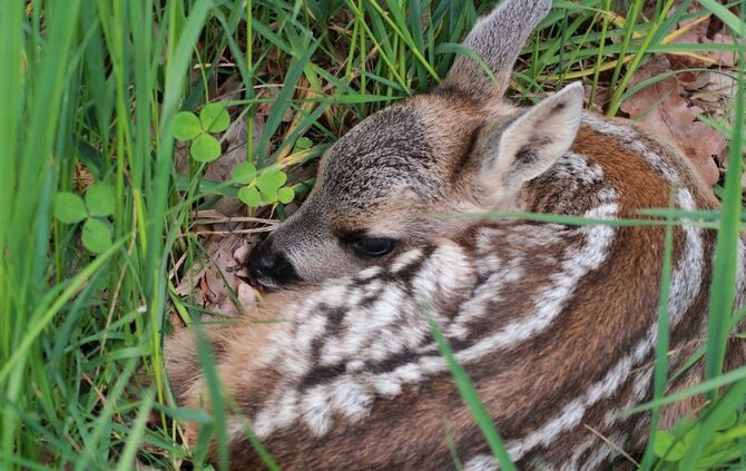 Symbolbild Reh Rehkitz