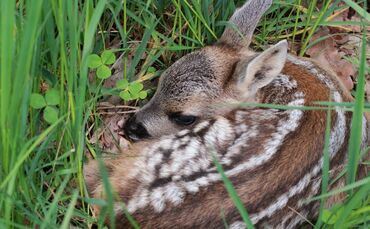 Symbolbild Reh Rehkitz